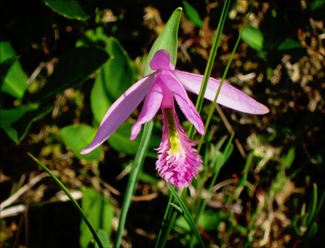 Adirondack Wildflowers:  Rose Pogonia on Barnum Bog at the Paul Smiths VIC